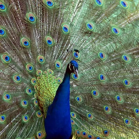 Hotel Ensana Thermia Palace