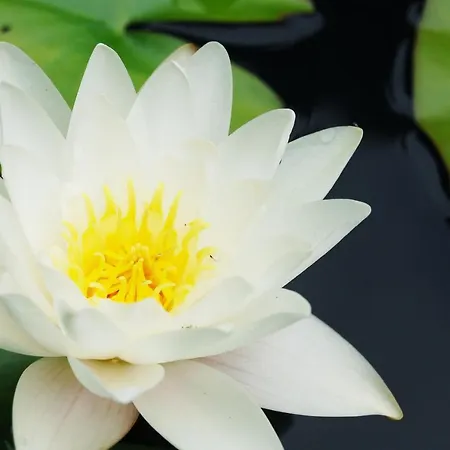 Ensana Thermia Palace Ξενοδοχείο