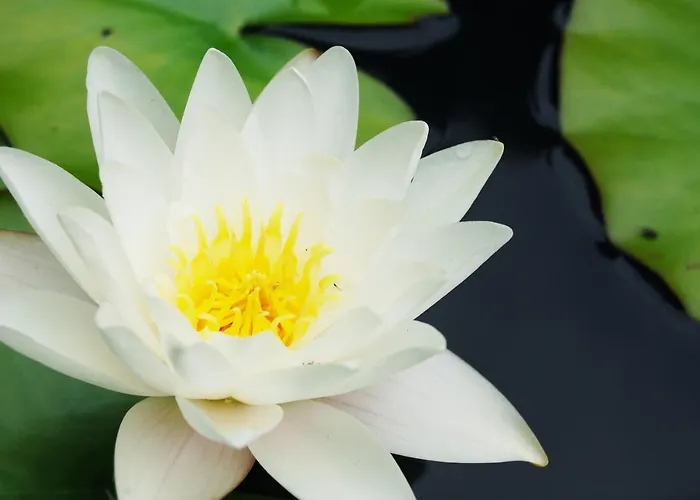 Ensana Thermia Palace 酒店